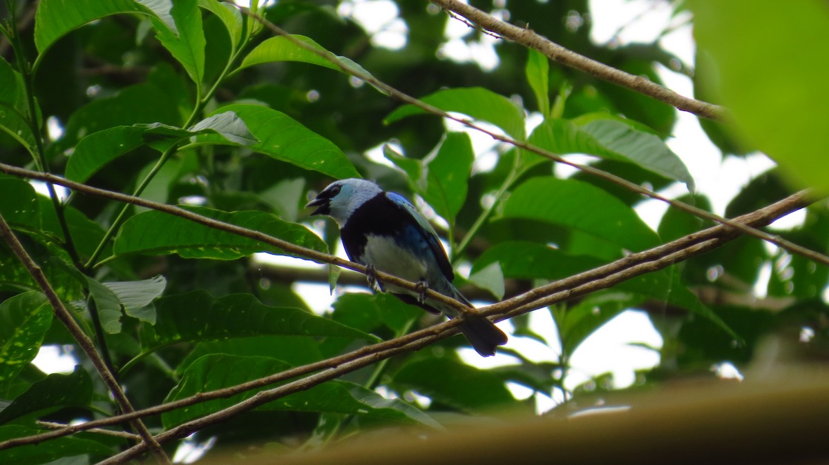 Masked Tanager - ML31491151