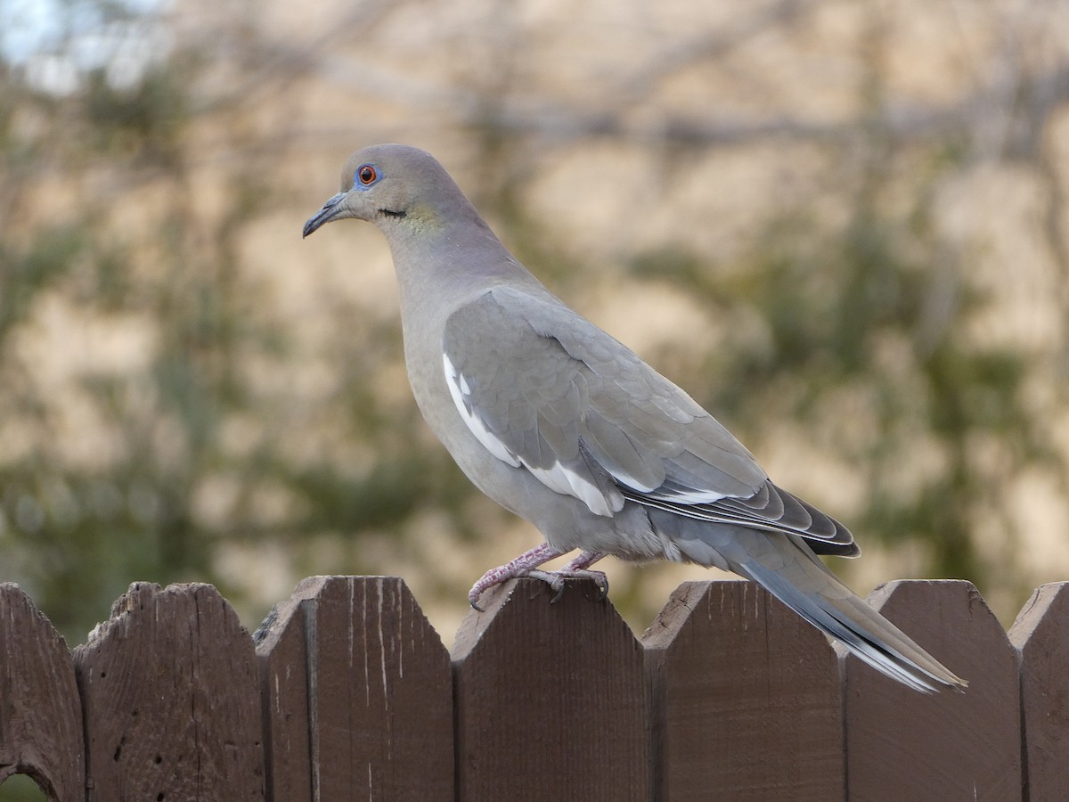 White-winged Dove - ML314913101