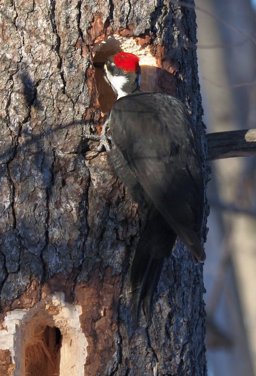 Pileated Woodpecker - ML314915381