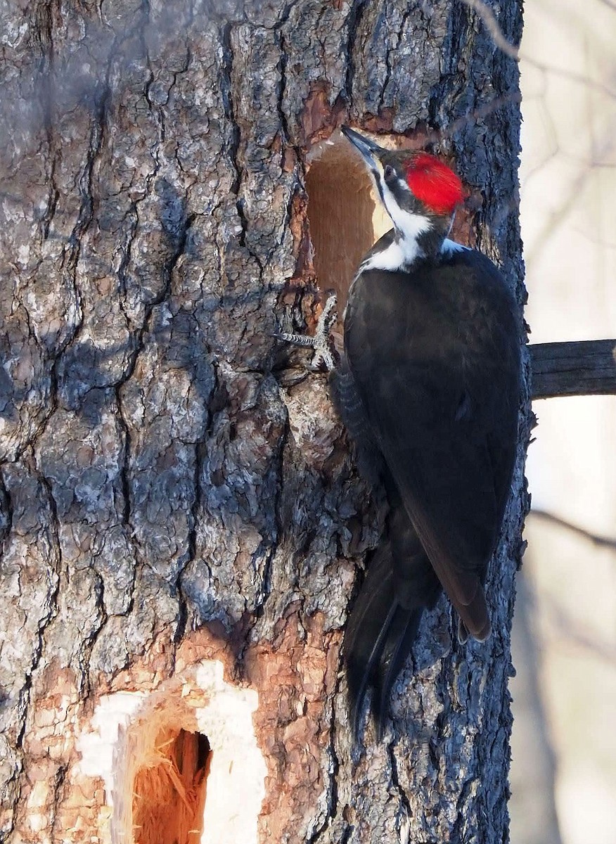 Pileated Woodpecker - ML314915461
