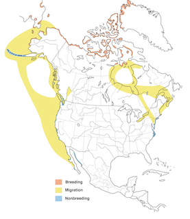 Figure 1. Distribution of Brant in N. America and adjacent areas of Greenland and Russia. - Range Map