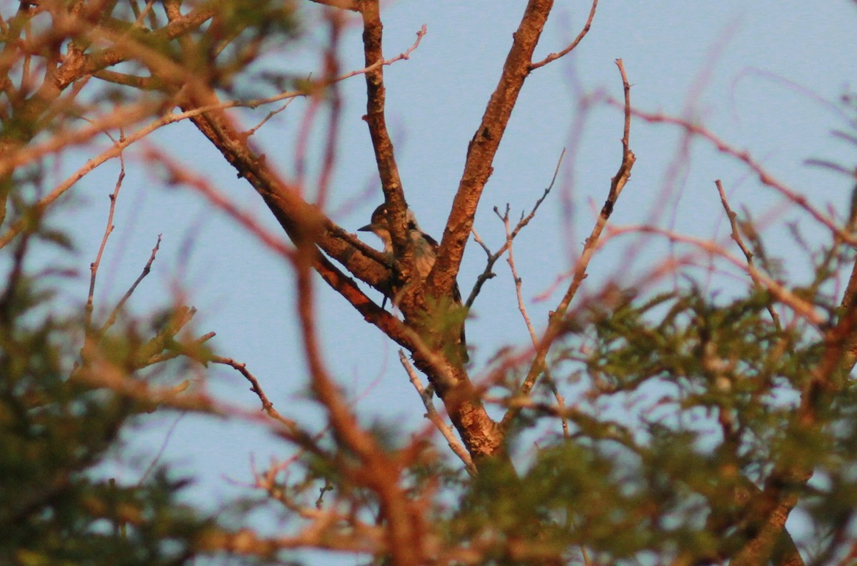 Sunda Pygmy Woodpecker - Tom Beeke