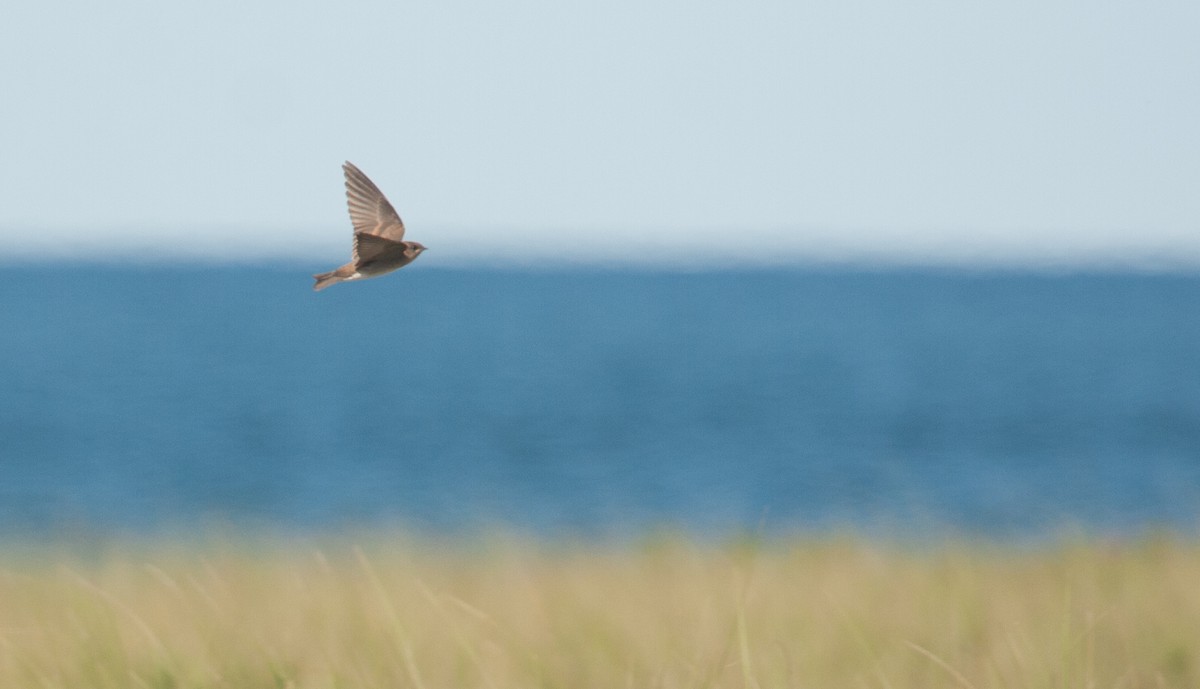 Northern Rough-winged Swallow - Marshall Iliff