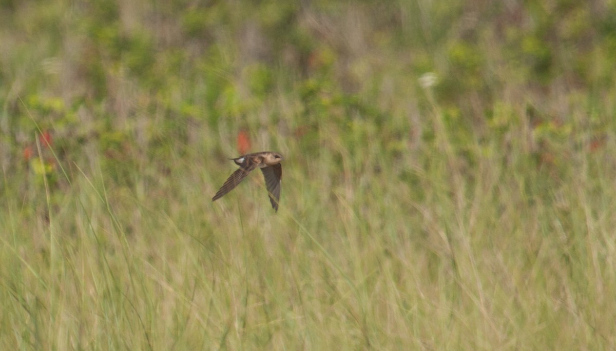 Northern Rough-winged Swallow - ML31493791