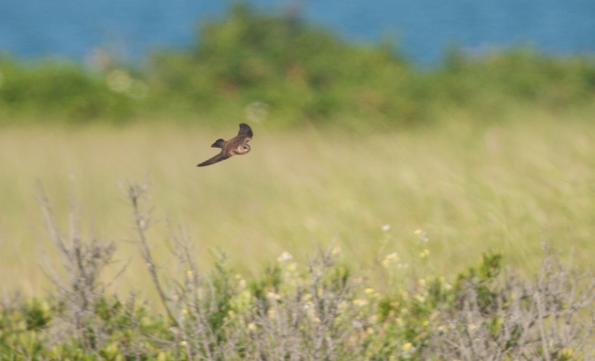 Northern Rough-winged Swallow - ML31493801