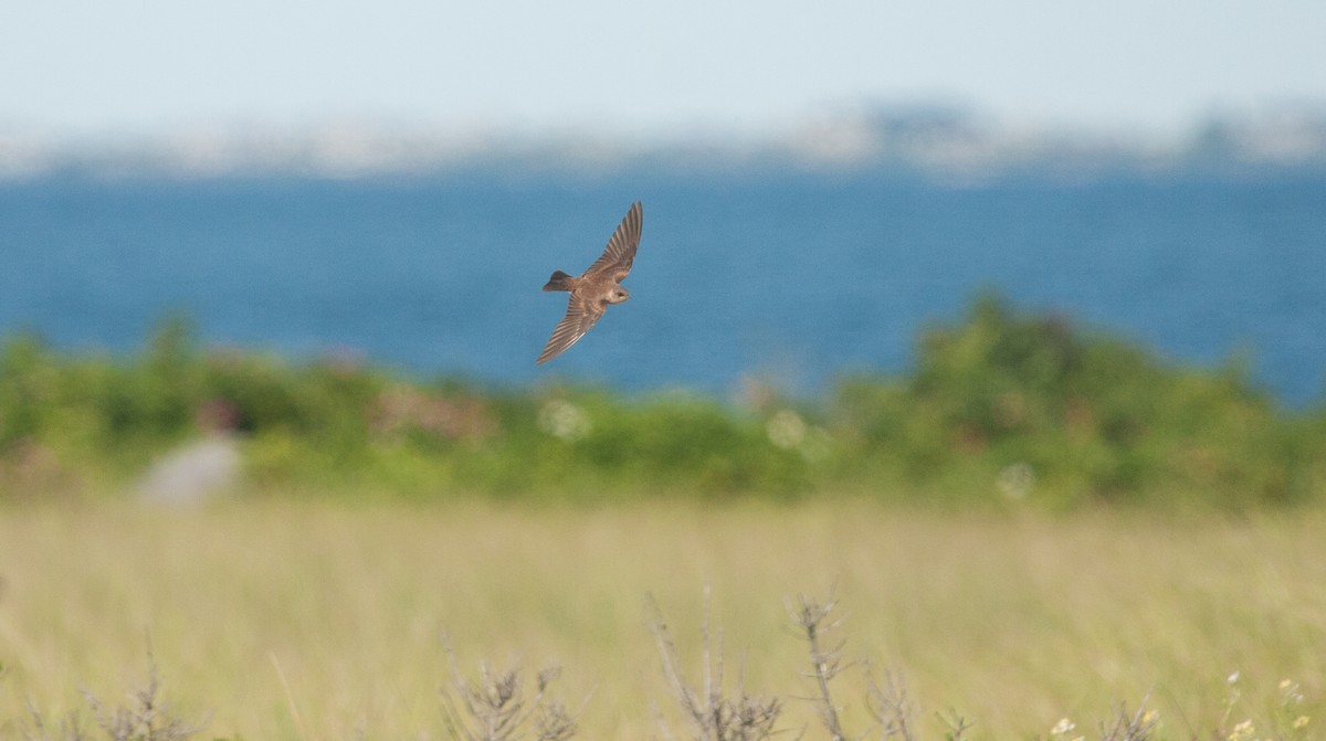 Northern Rough-winged Swallow - ML31493811