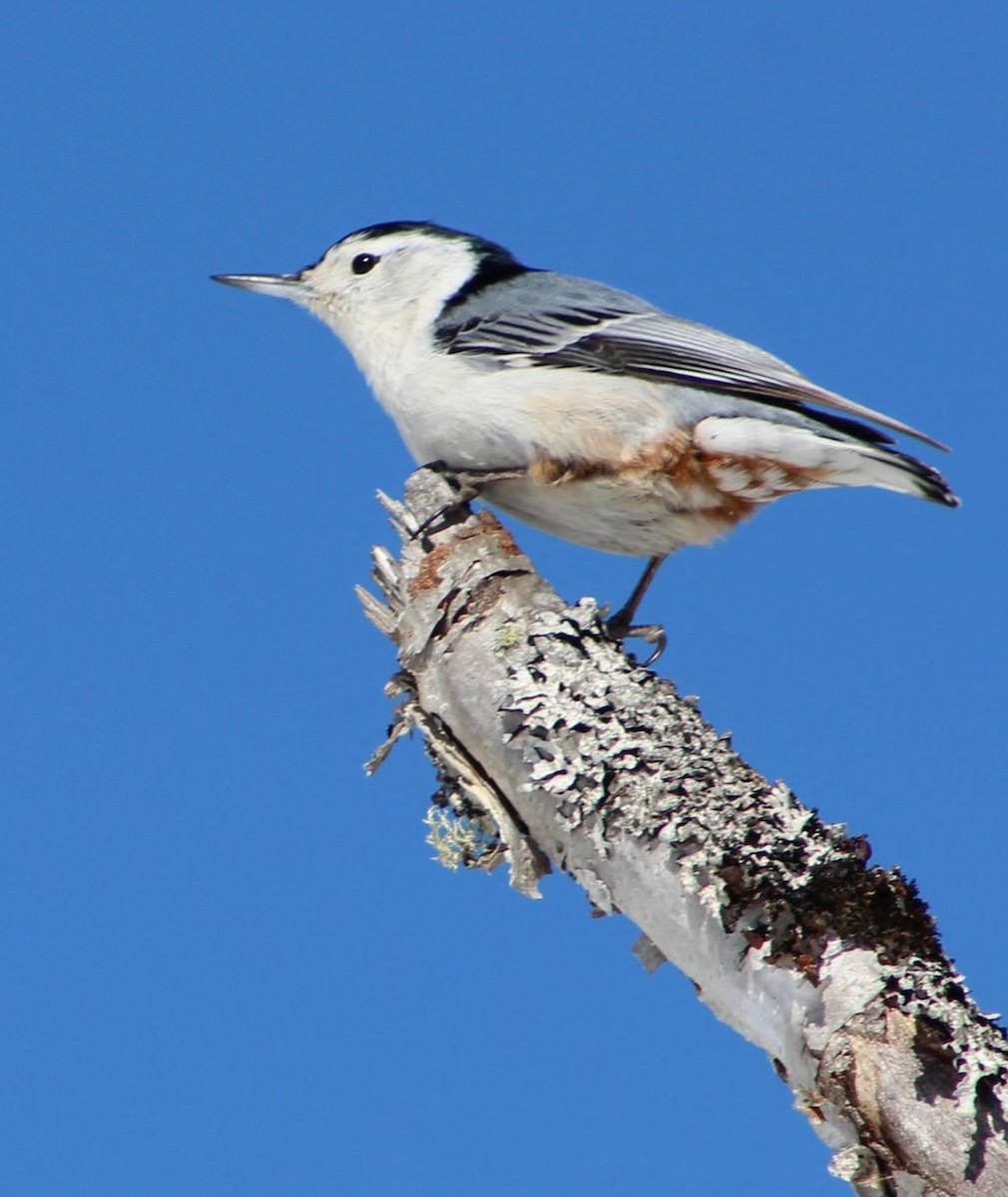 White-breasted Nuthatch - ML314940681