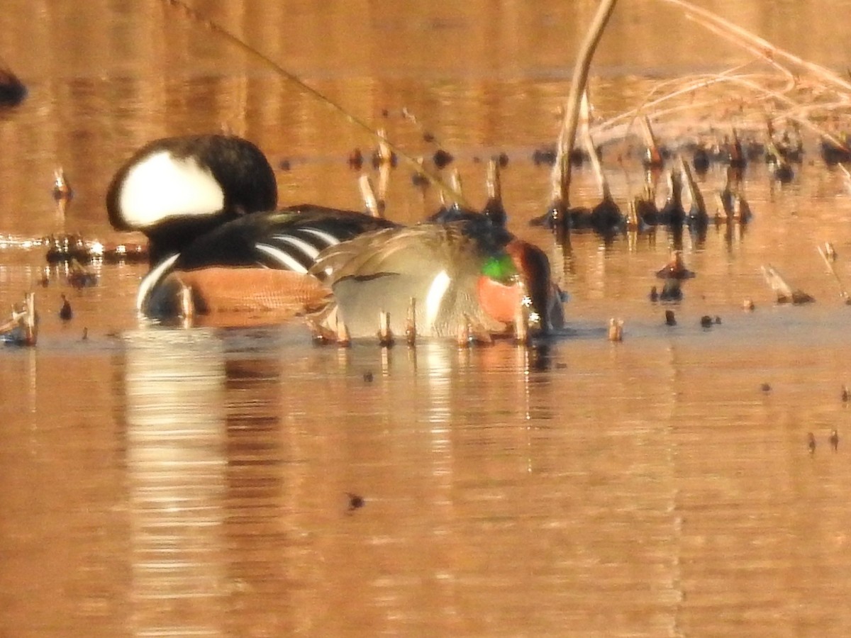 Green-winged Teal - ML314941211