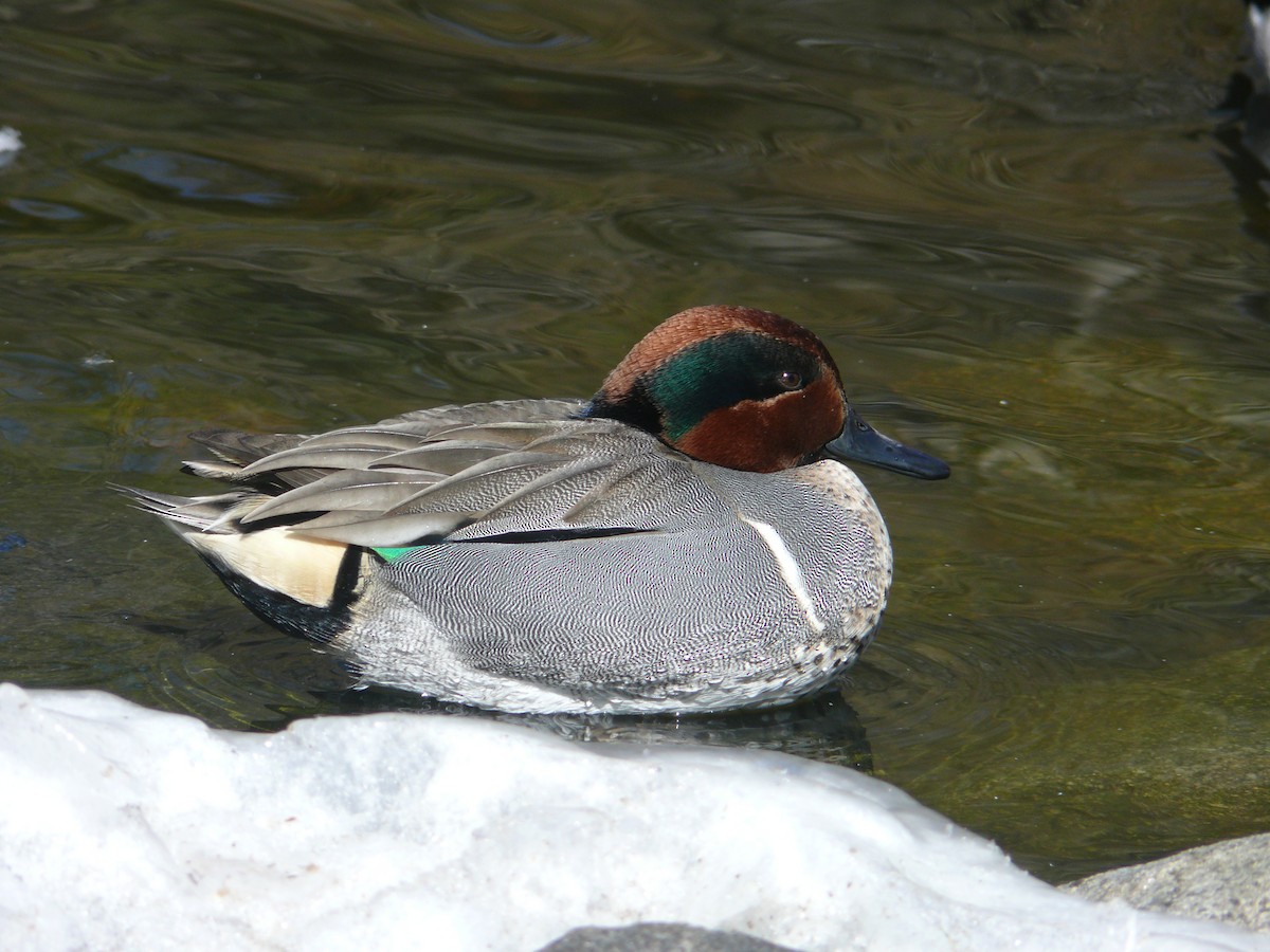 Green-winged Teal - ML314942051