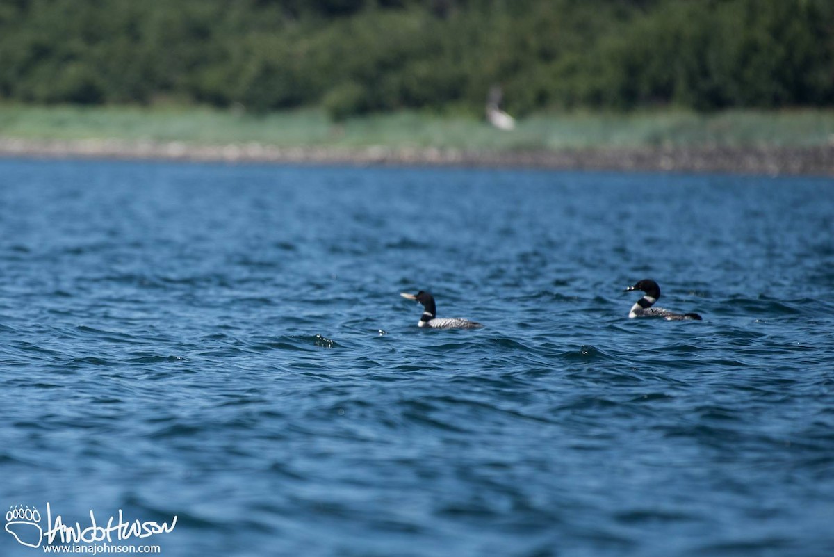 Yellow-billed Loon - Hoonah Area Records