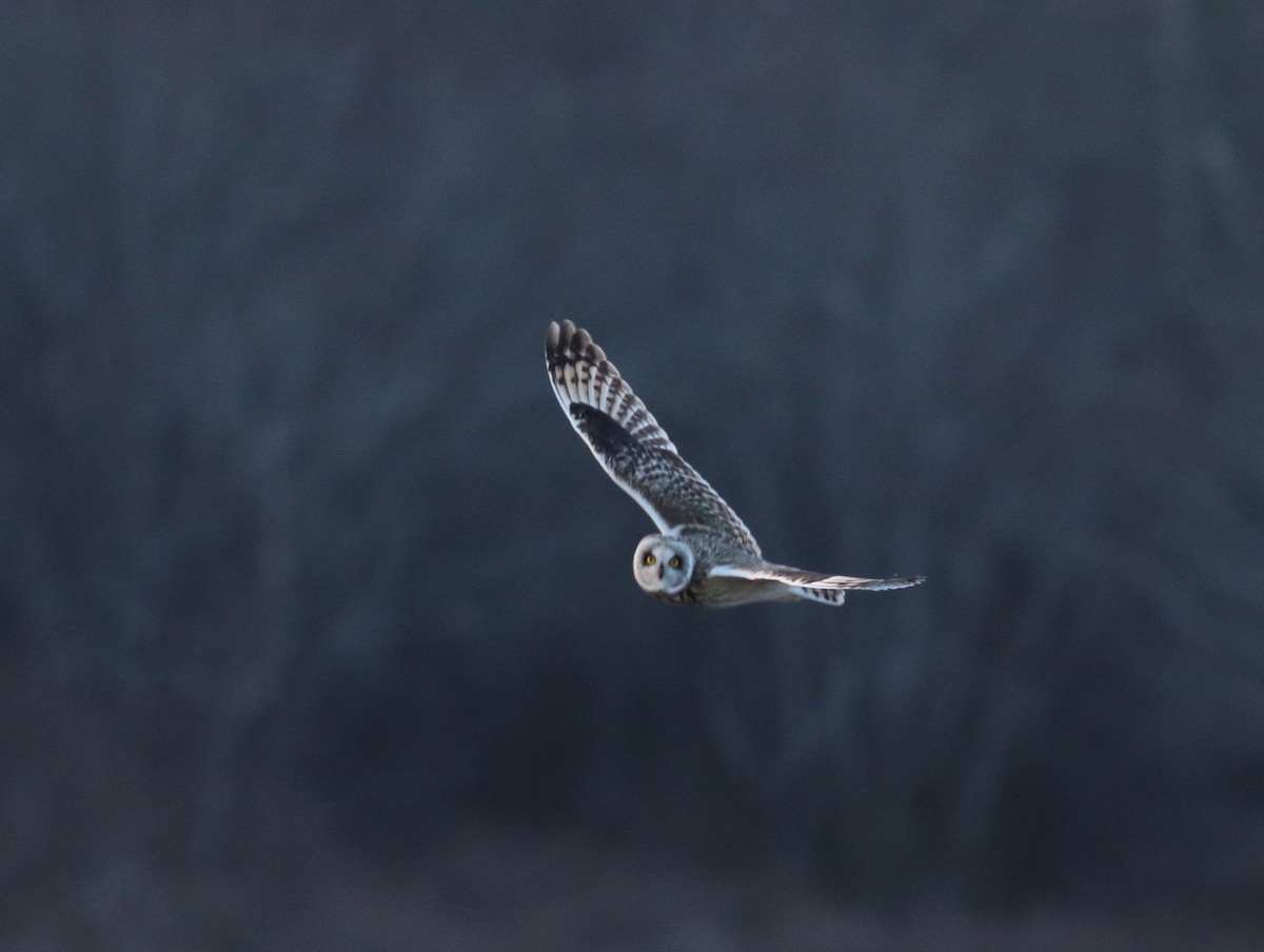 Short-eared Owl (Northern) - ML314957191