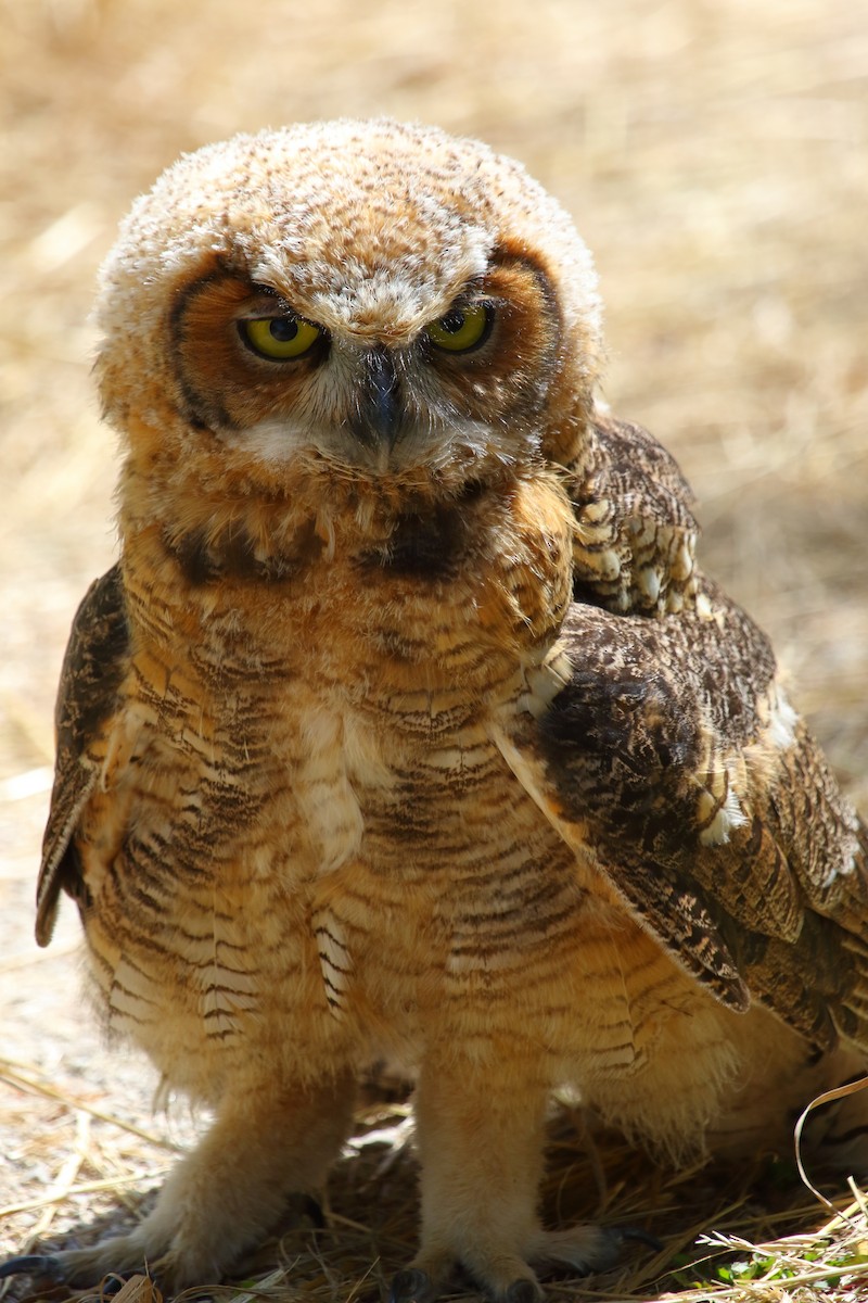 Great Horned Owl - Shawn Miller