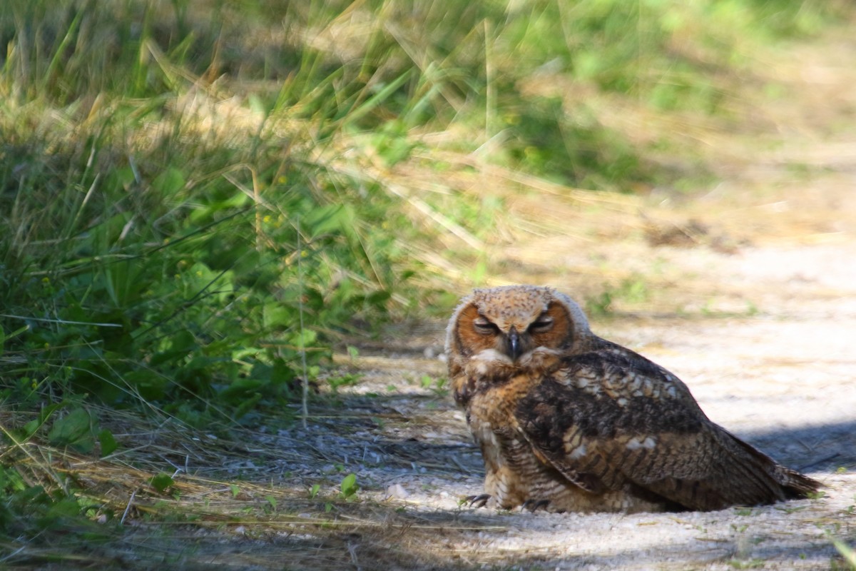 Great Horned Owl - ML31495951