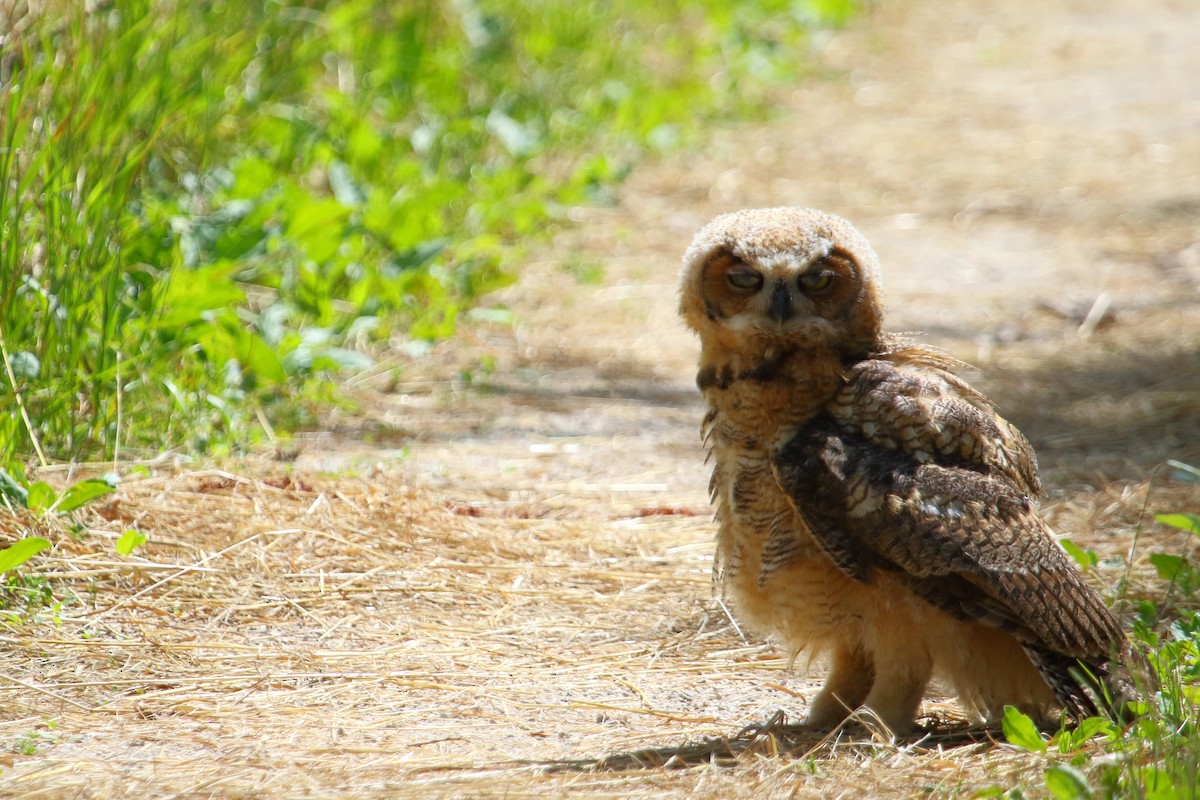 Great Horned Owl - ML31495961