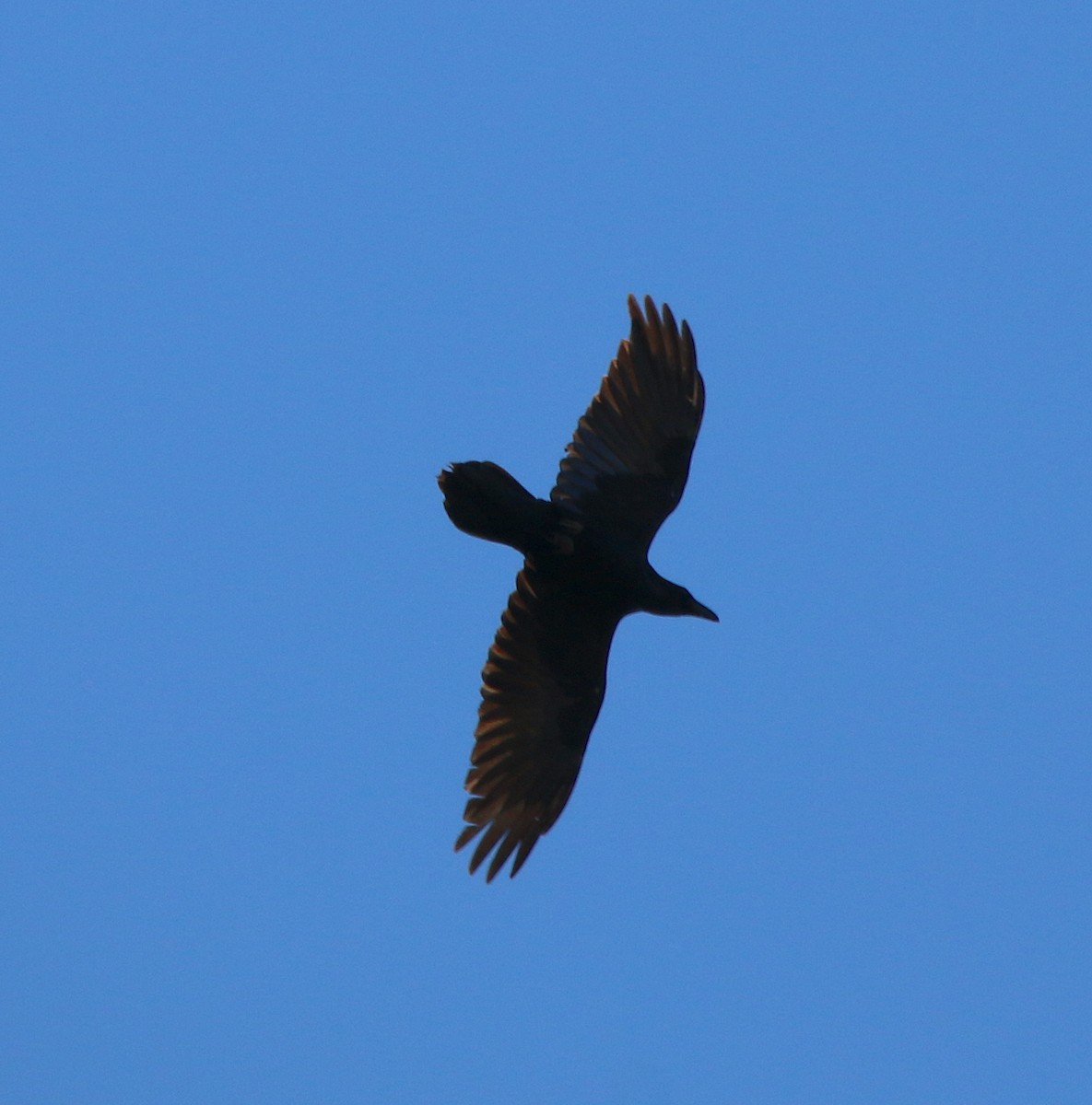 Common Raven - ML314960121