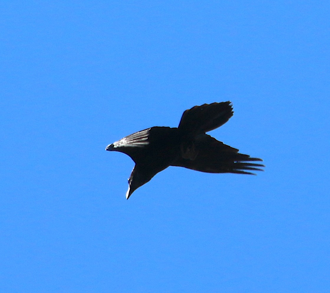 Common Raven - ML314960141