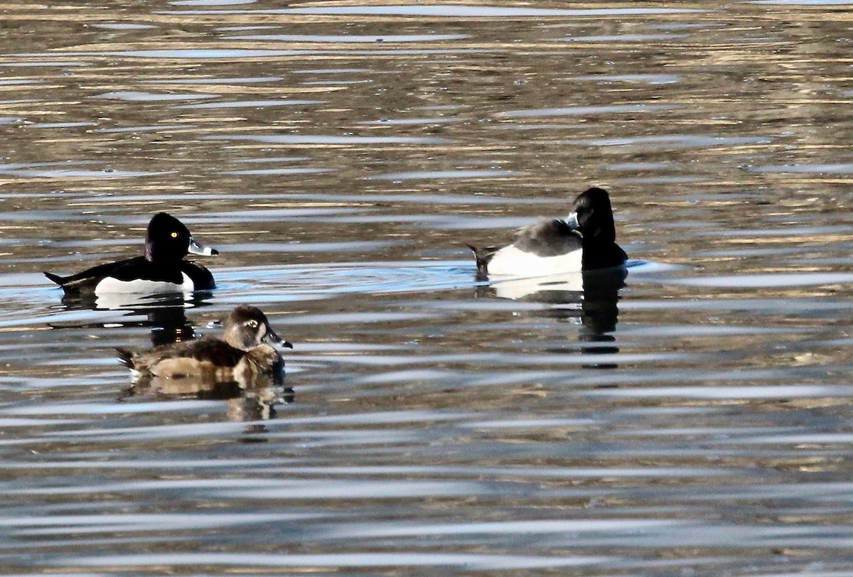 Ring-necked Duck x scaup sp. (hybrid) - Christopher Siddle