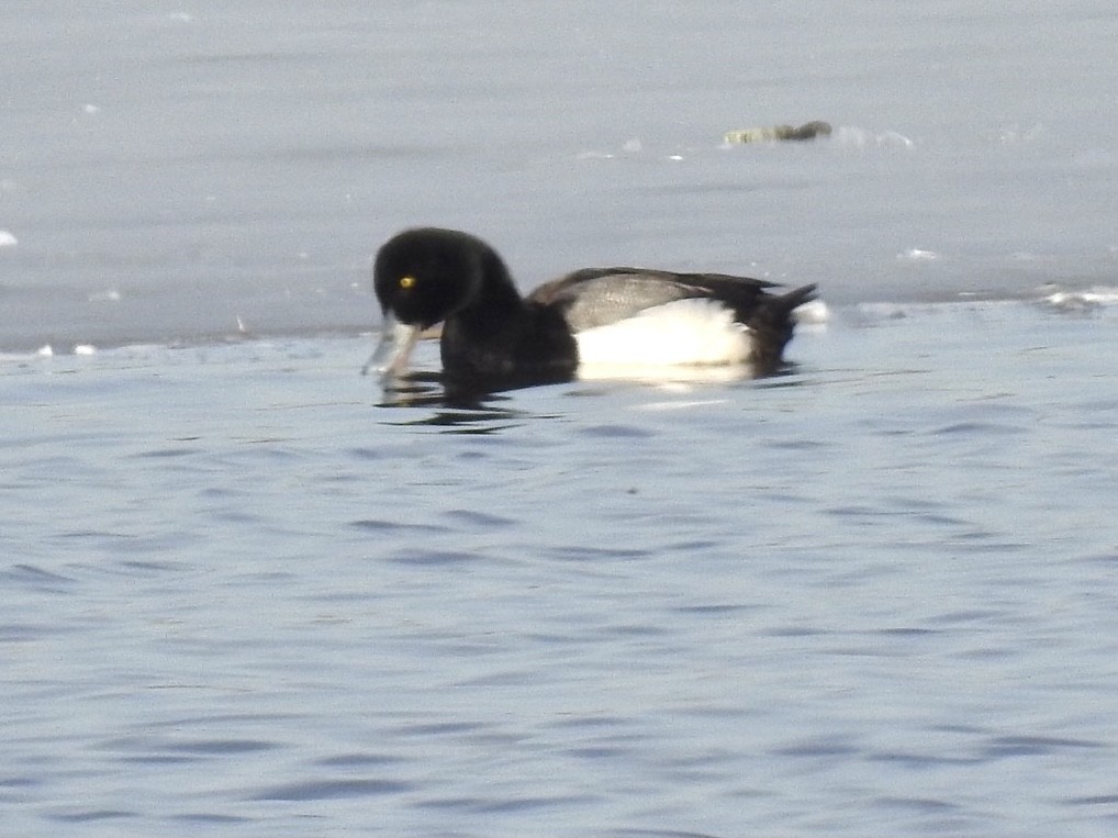 Greater Scaup - ML314969941