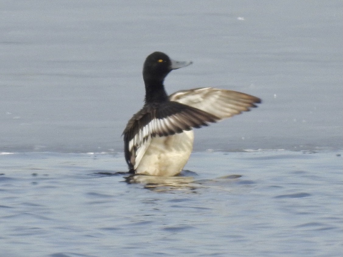 Greater Scaup - ML314969951