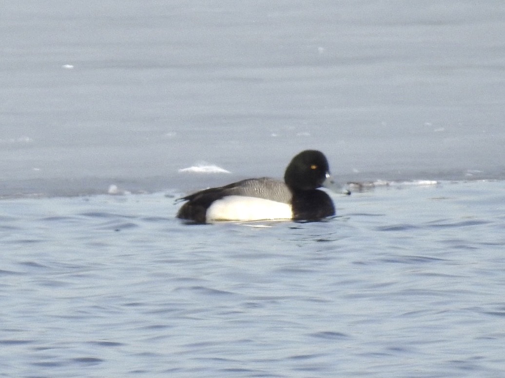 Greater Scaup - ML314969961