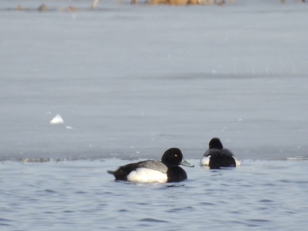 Greater Scaup - ML314969971