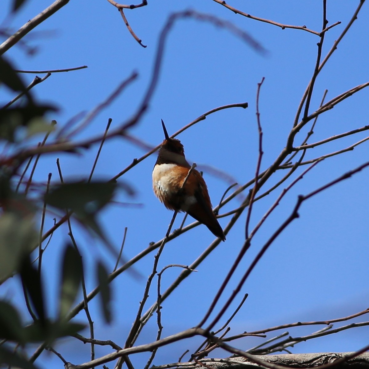 Rufous Hummingbird - ML314970641