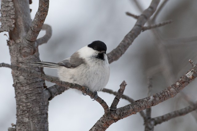 Willow Tit (Willow)