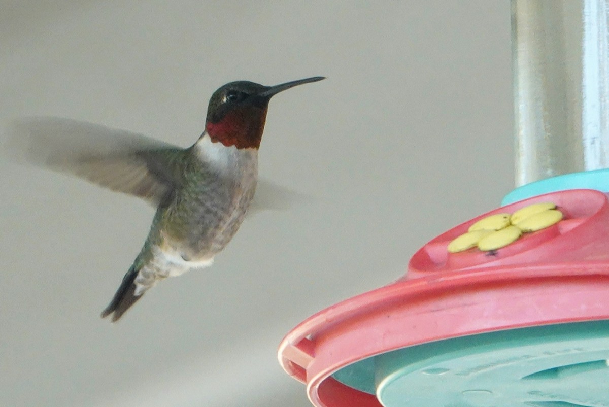 Ruby-throated Hummingbird - ML314978461