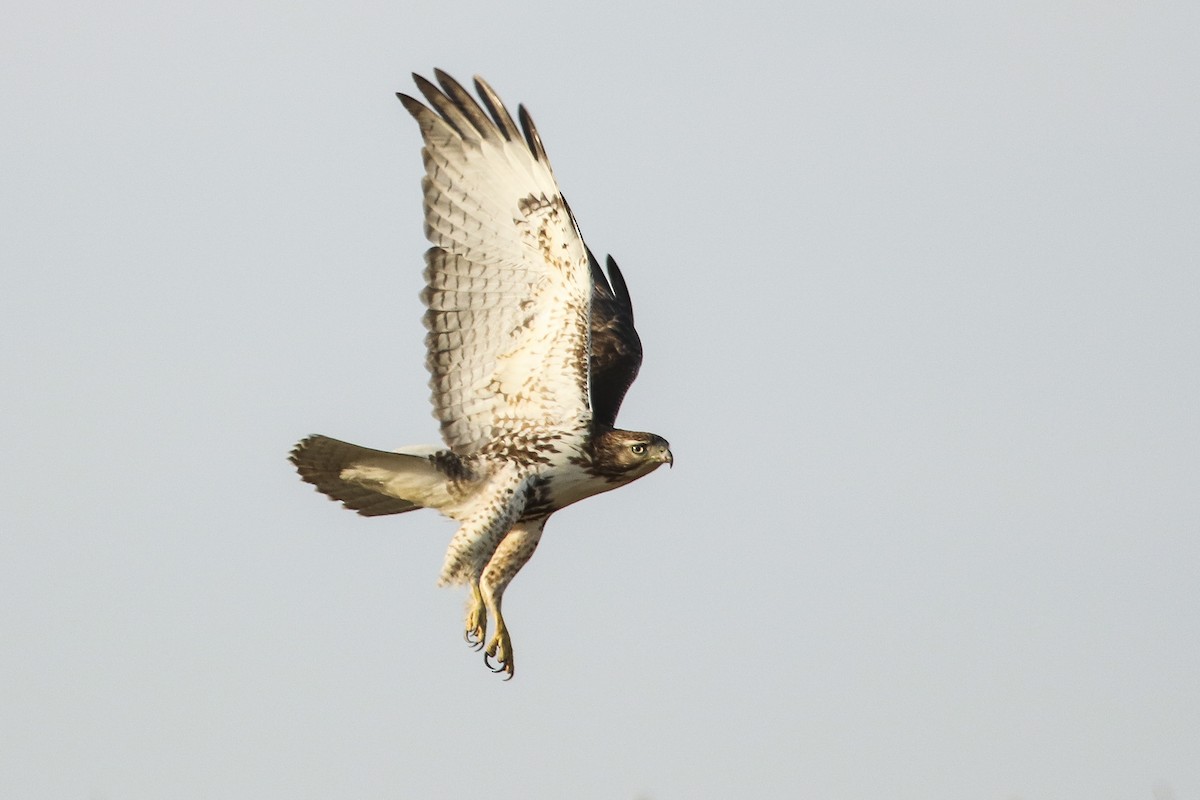 Red-tailed Hawk - Jefferson Shank