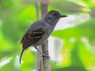  - Blackish-gray Antshrike