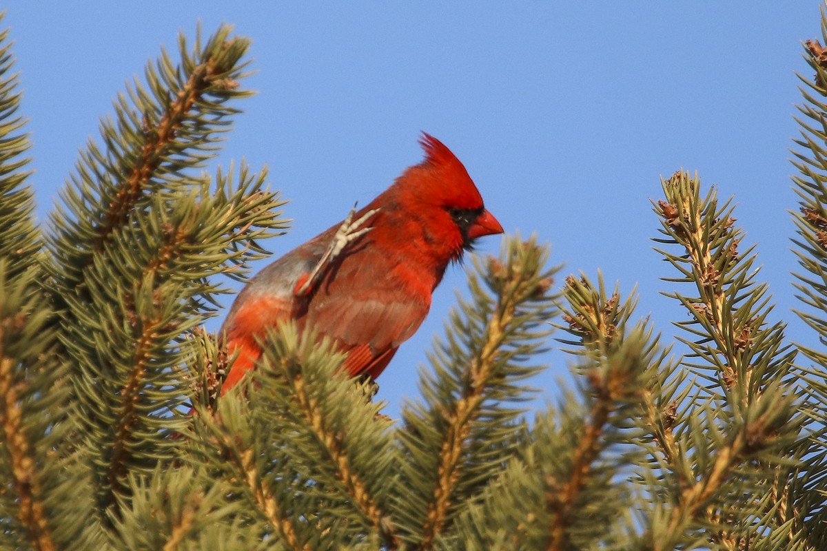Northern Cardinal - Jefferson Shank