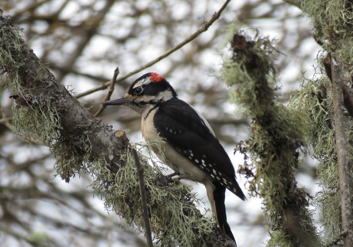 Hairy Woodpecker - Pam Otley