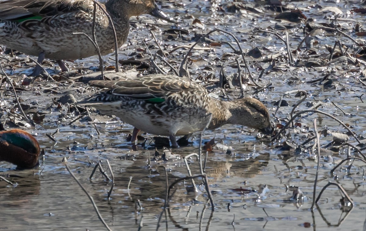 Green-winged Teal - ML314988401