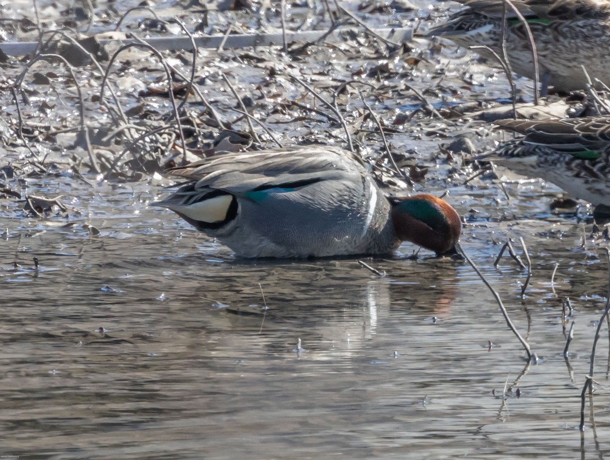 Green-winged Teal - ML314988411