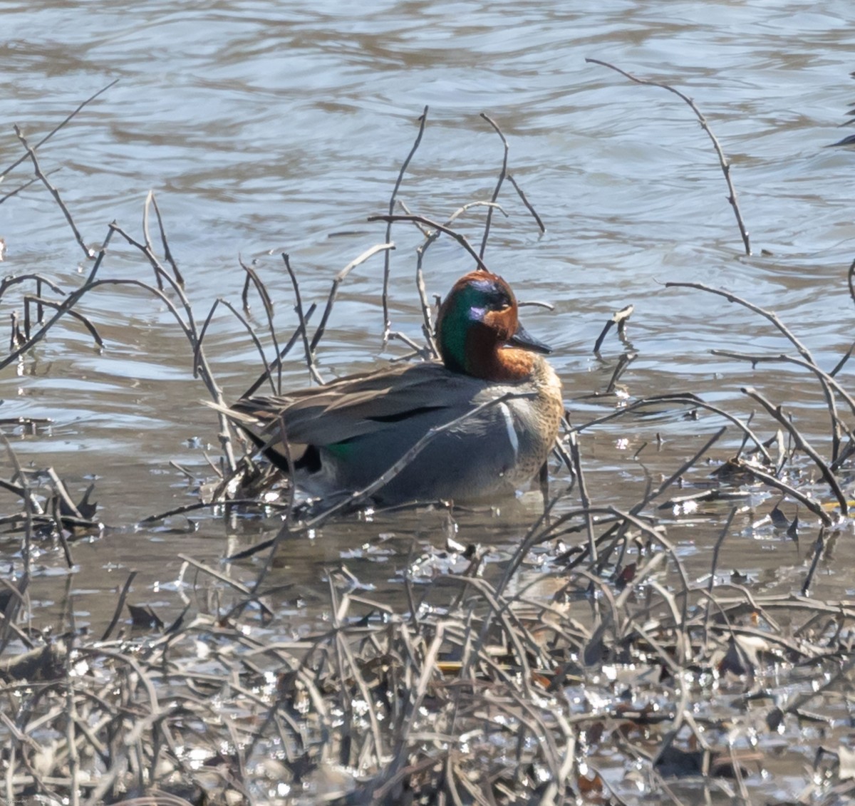 Green-winged Teal - ML314988421