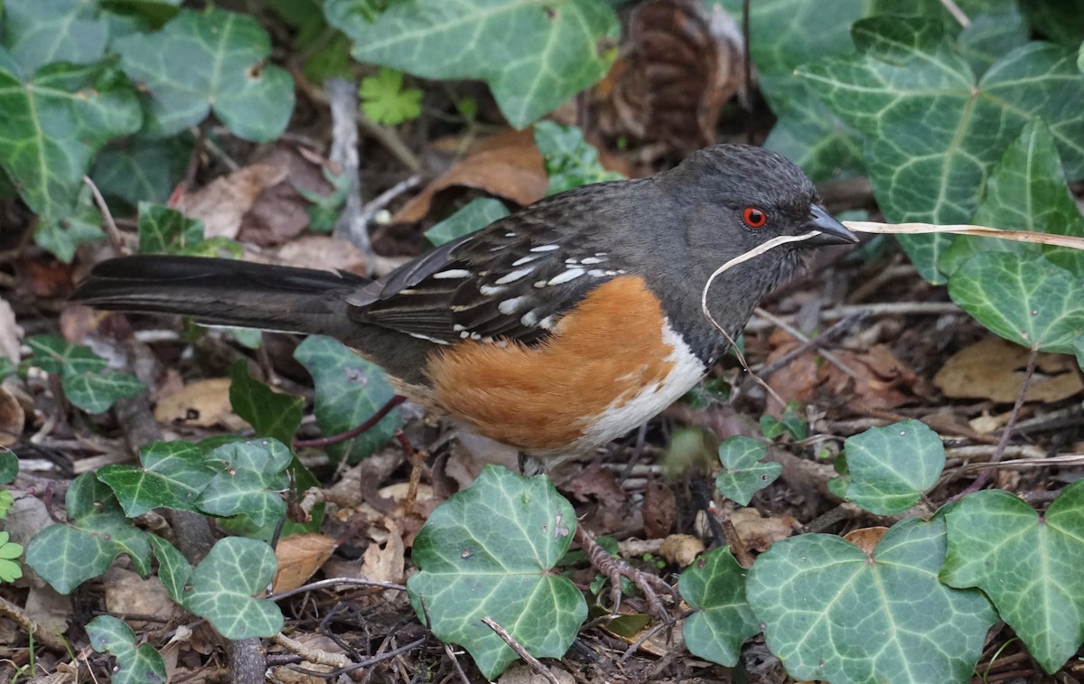 Spotted Towhee - ML314996511