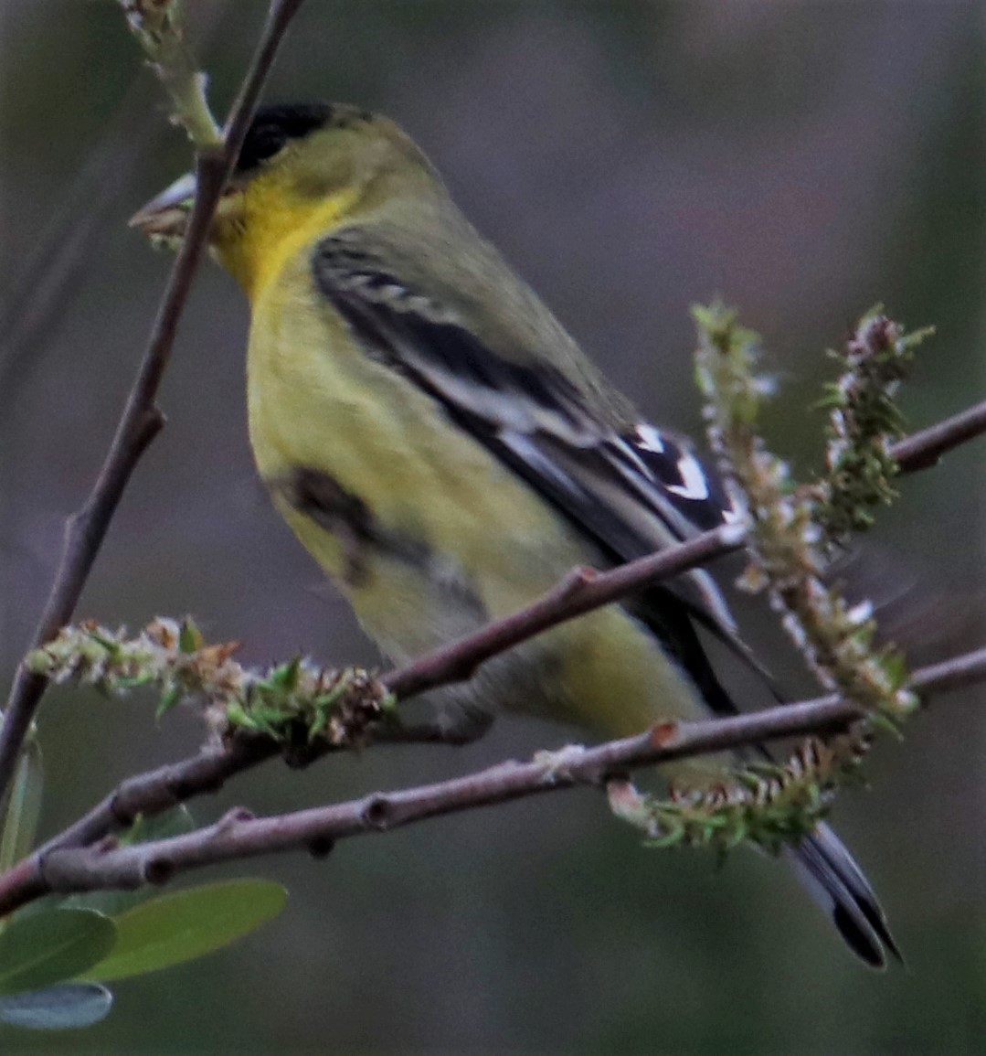 Lesser Goldfinch - Barry Spolter