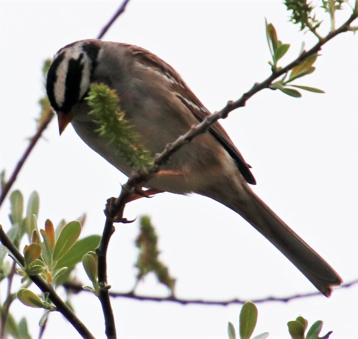 White-crowned Sparrow - ML315009231