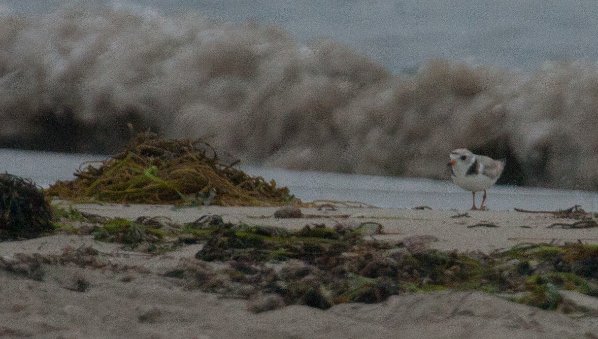 Piping Plover - ML31501381