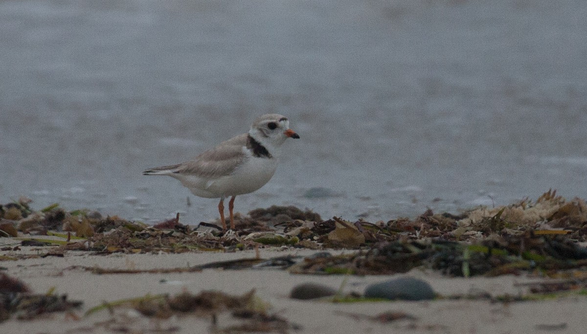 Piping Plover - ML31501451