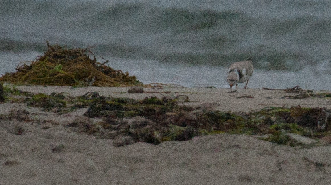 Piping Plover - ML31501491