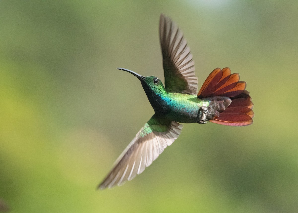 kolibřík lesklý - ML315019001