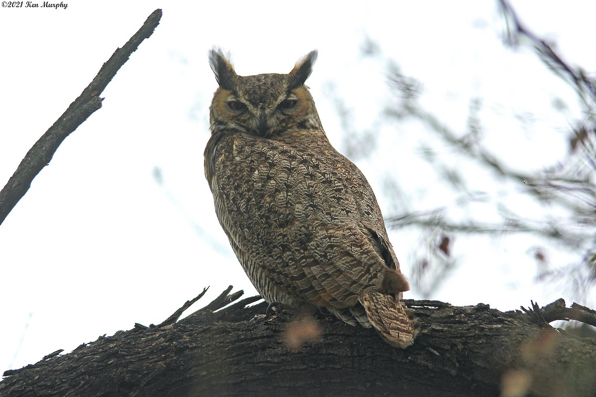 Great Horned Owl - ML315019431