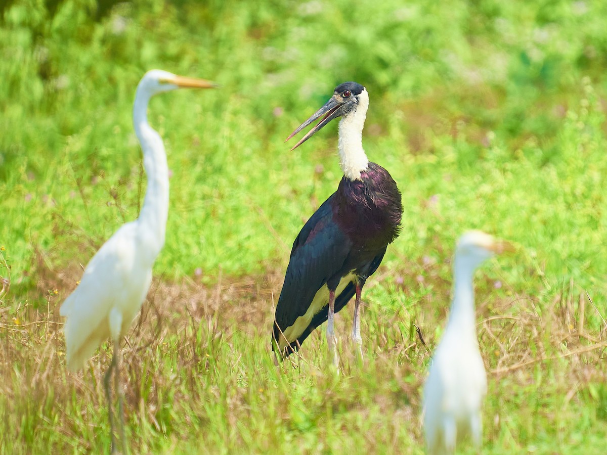 Asian Woolly-necked Stork - Raghavendra  Pai