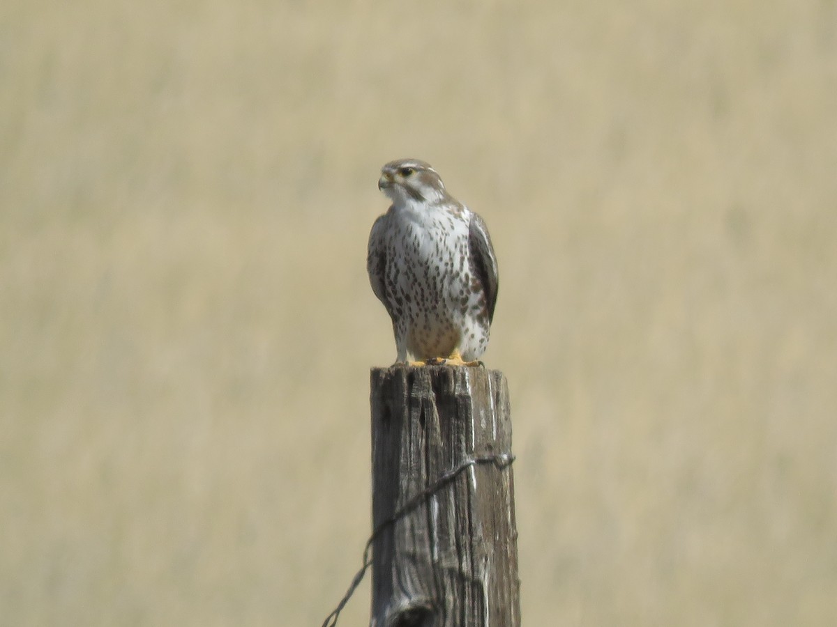 Prairie Falcon - Bryant Olsen