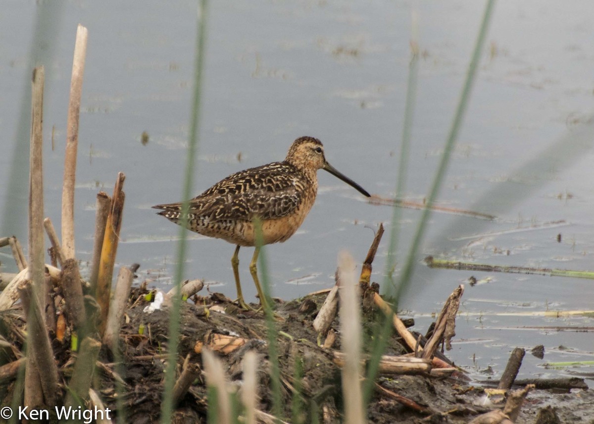 Long-billed Dowitcher - ML31502321