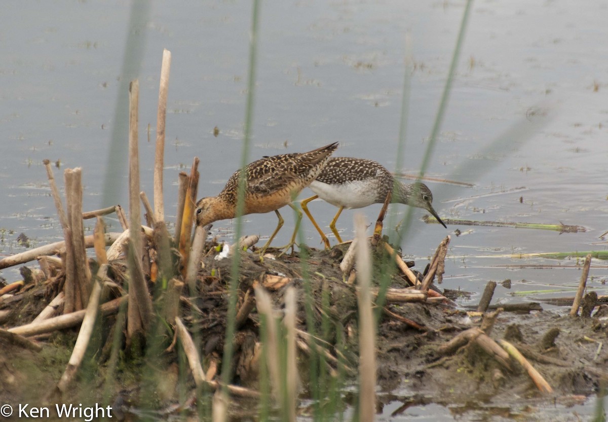 Long-billed Dowitcher - ML31502331