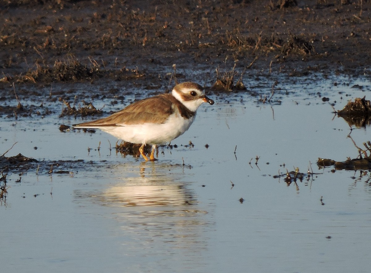 Semipalmated Plover - ML31502751