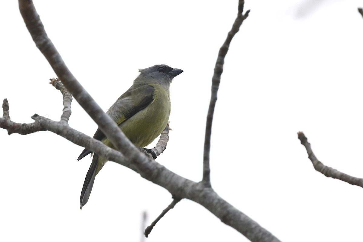 Yellow-winged Tanager - ML315033251