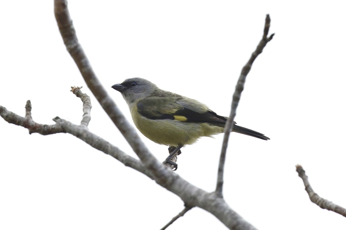 Yellow-winged Tanager - ML315033261